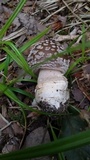 Amanita excelsa image