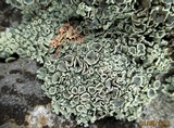 Rhizoplaca melanophthalma image