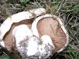 Hebeloma crustuliniforme image