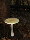 Amanita amerimuscaria image