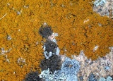 Xanthoria candelaria image