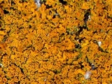 Xanthoria candelaria image