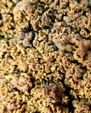 Xanthoria candelaria image