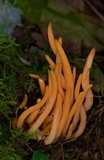 Clavulinopsis aurantiocinnabarina image