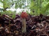Amanita parcivolvata image