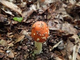 Amanita parcivolvata image