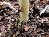 Amanita parcivolvata image
