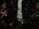 Amanita parcivolvata image