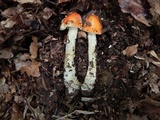 Amanita parcivolvata image