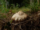 Hypomyces hyalinus image