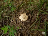 Hypomyces hyalinus image