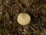 Agaricus floridanus image