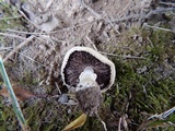 Agaricus floridanus image