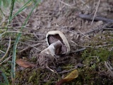 Agaricus floridanus image