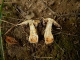 Agaricus floridanus image