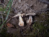 Agaricus floridanus image