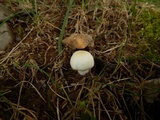 Agaricus floridanus image