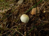 Agaricus floridanus image