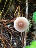 Mycena sanguinolenta image