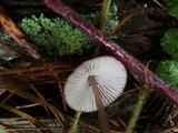 Mycena sanguinolenta image