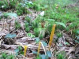 Clavulinopsis fusiformis image