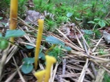 Clavulinopsis fusiformis image