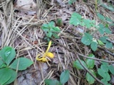 Clavulinopsis fusiformis image