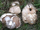 Hebeloma crustuliniforme image