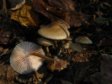 Mycena galericulata image