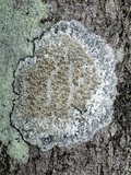 Lecanora allophana image