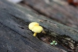 Cyptotrama chrysopepla image