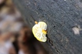 Cyptotrama chrysopepla image