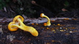 Cyptotrama chrysopepla image