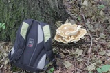 Bondarzewia berkeleyi image