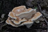 Bondarzewia berkeleyi image