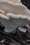 Bondarzewia berkeleyi image