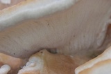 Bondarzewia berkeleyi image