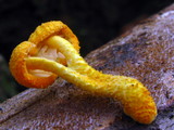 Cyptotrama chrysopepla image