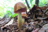 Cortinarius corrugatus image