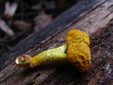 Cyptotrama chrysopepla image