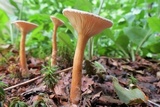Clitocybe squamulosa image