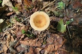 Clitocybe squamulosa image