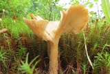 Clitocybe squamulosa image
