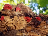 Crepidotus cinnabarinus image