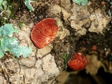 Crepidotus cinnabarinus image