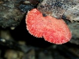 Crepidotus cinnabarinus image