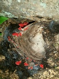 Crepidotus cinnabarinus image