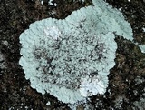 Lepraria normandinoides image
