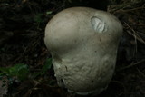 Calvatia cyathiformis image