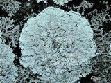 Lepraria normandinoides image